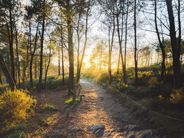 Balade en forêt de Brocéliande