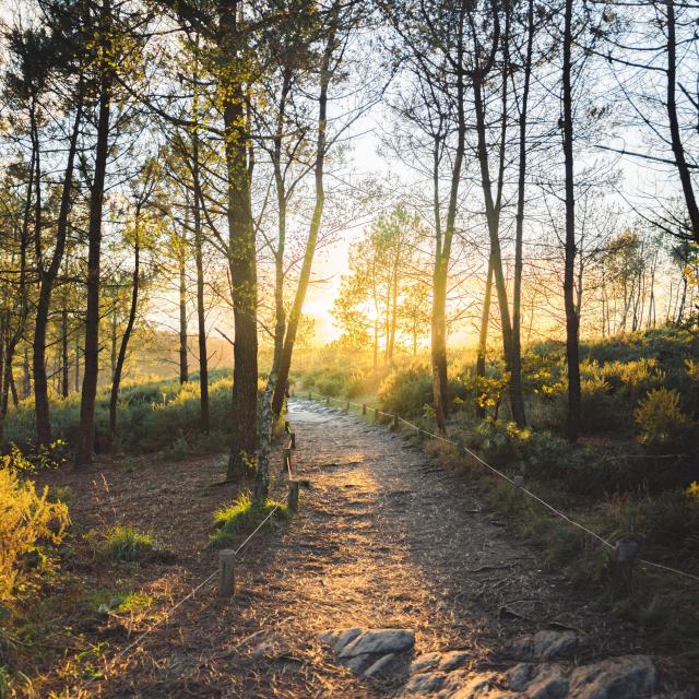 Balade en forêt de Brocéliande