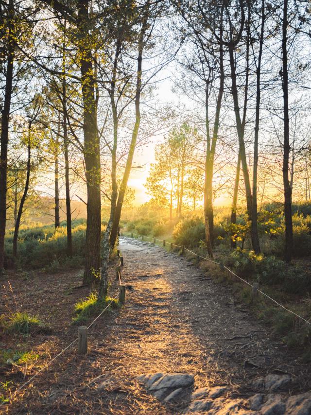 Balade en forêt de Brocéliande