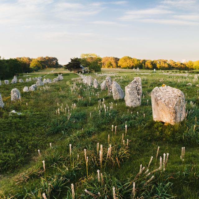 Menhirs de Carnac